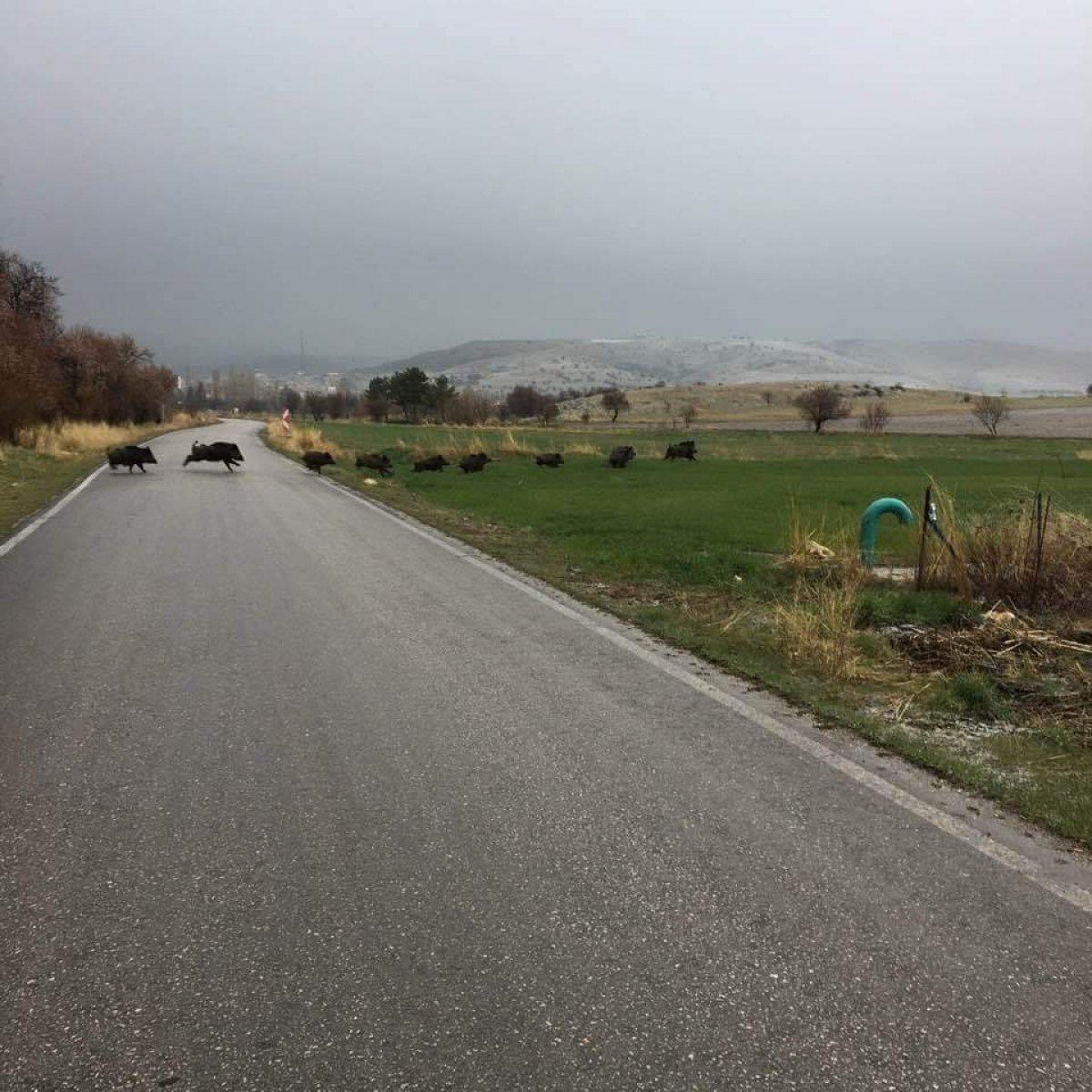 Domuz sürüleri ekili arazilere zarar veriyor