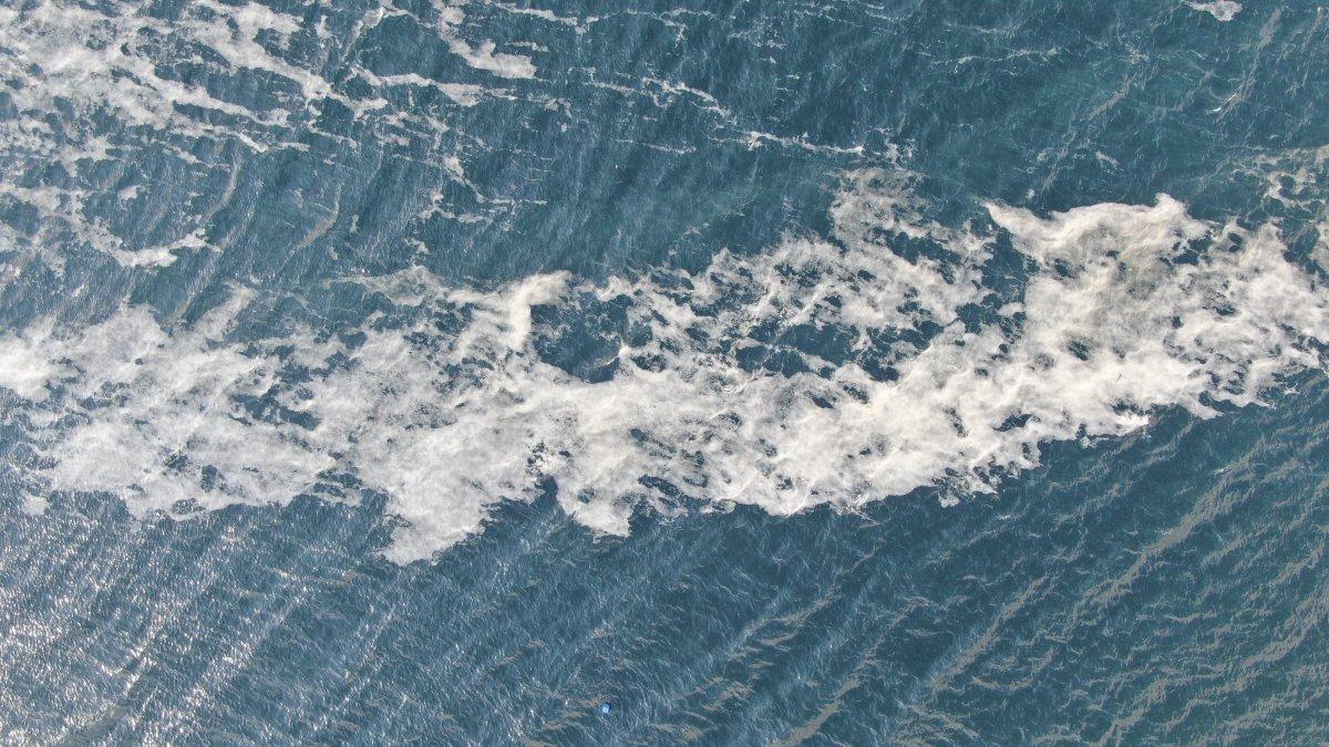 İzmit Körfezi’nde deniz salyası istilası