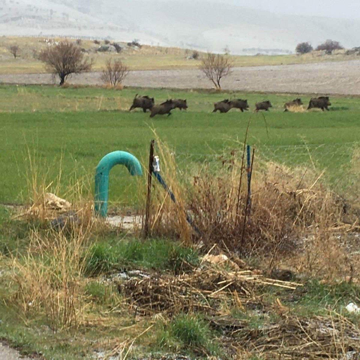 Domuz sürüleri ekili arazilere zarar veriyor