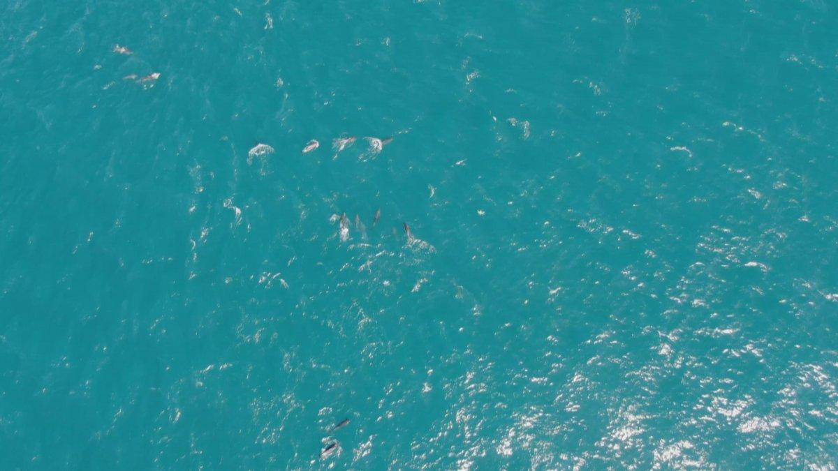 İstanbul Boğazı yunus balıklarına kaldı