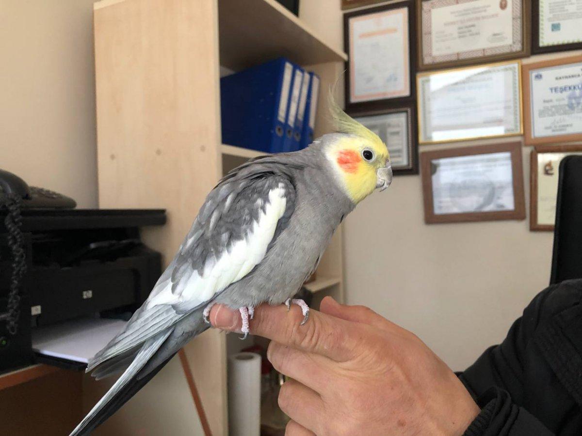 Sakarya'da papağan ıslık çalarak 'Türkiyem' şarkısını söylüyor