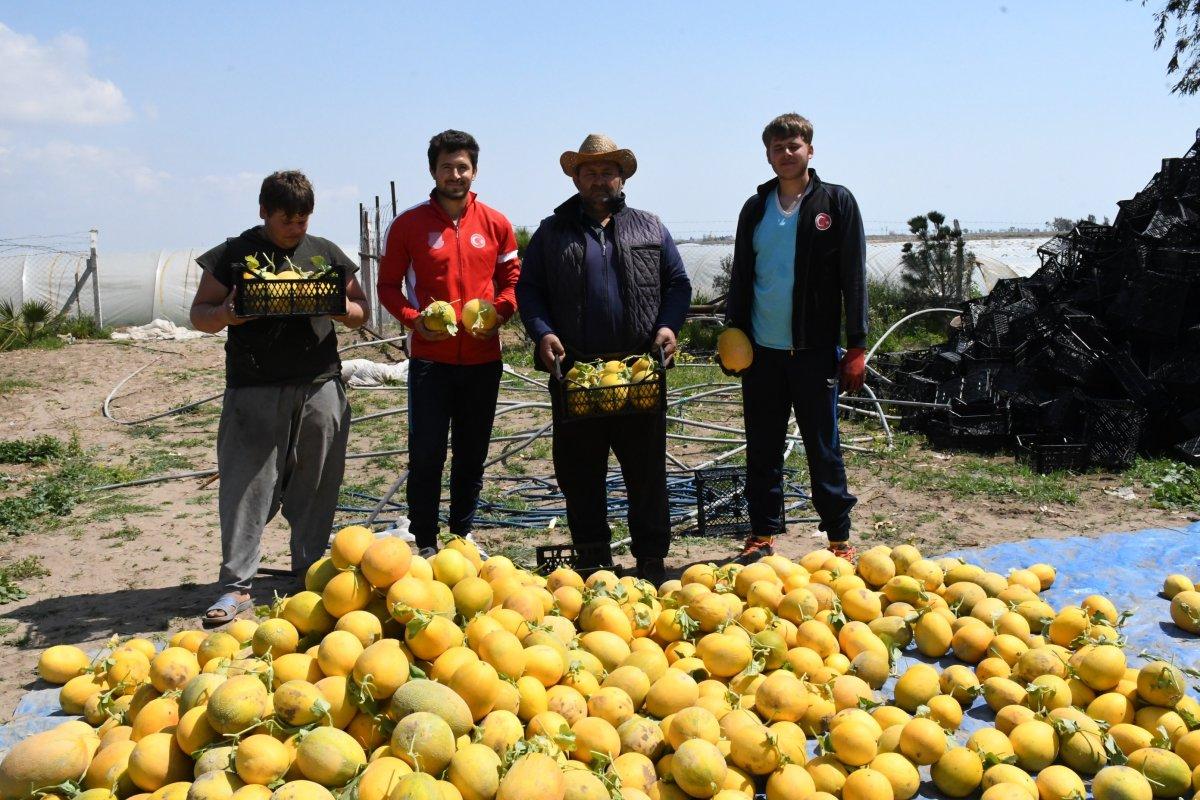 Mersin'de ilk kavun hasadı yapıldı