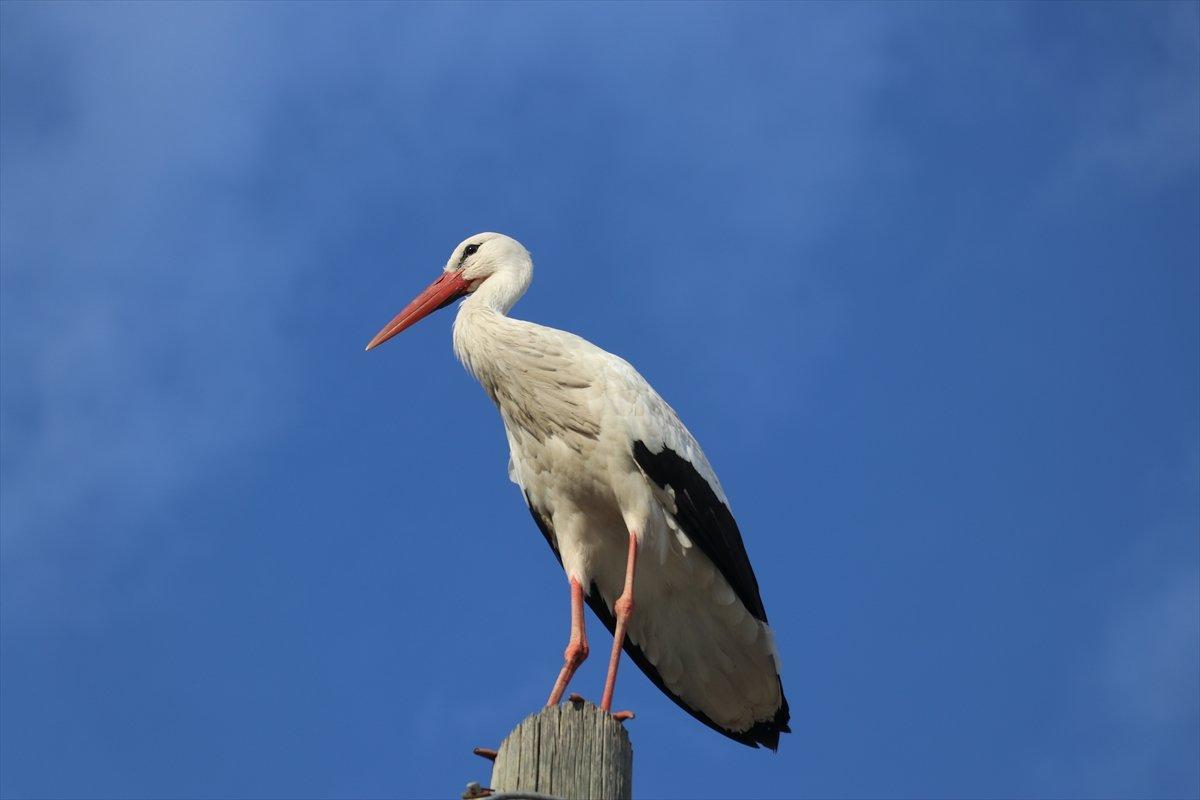 Baharın müjdecisi leylekler, Ağrı'ya gelmeye başladı