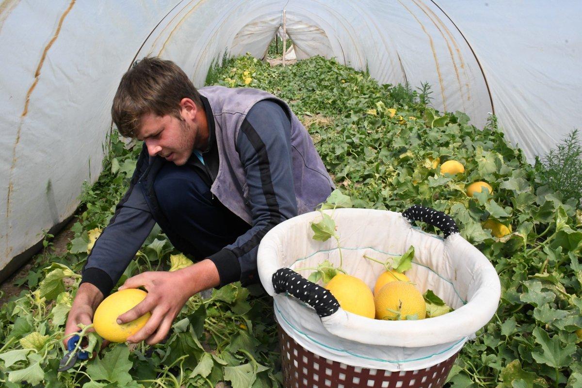 Mersin'de ilk kavun hasadı yapıldı