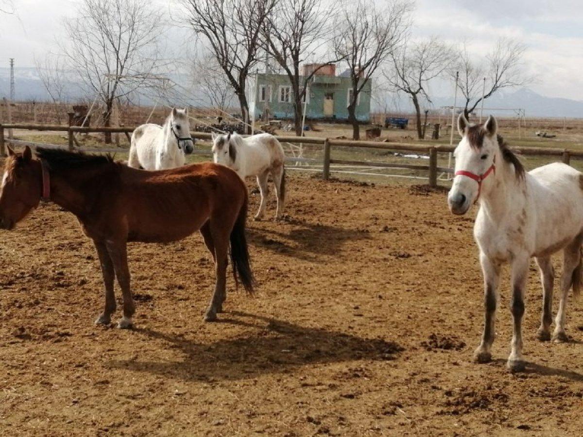 Sultan sazlığı turist çekiyor