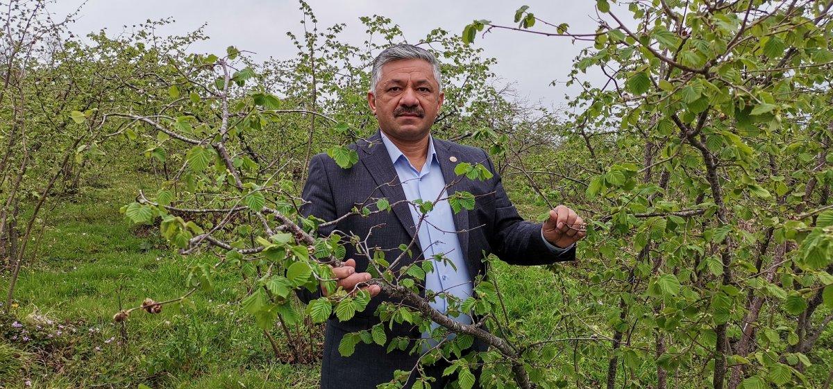 Ordu’da fındığı zirai don vurdu
