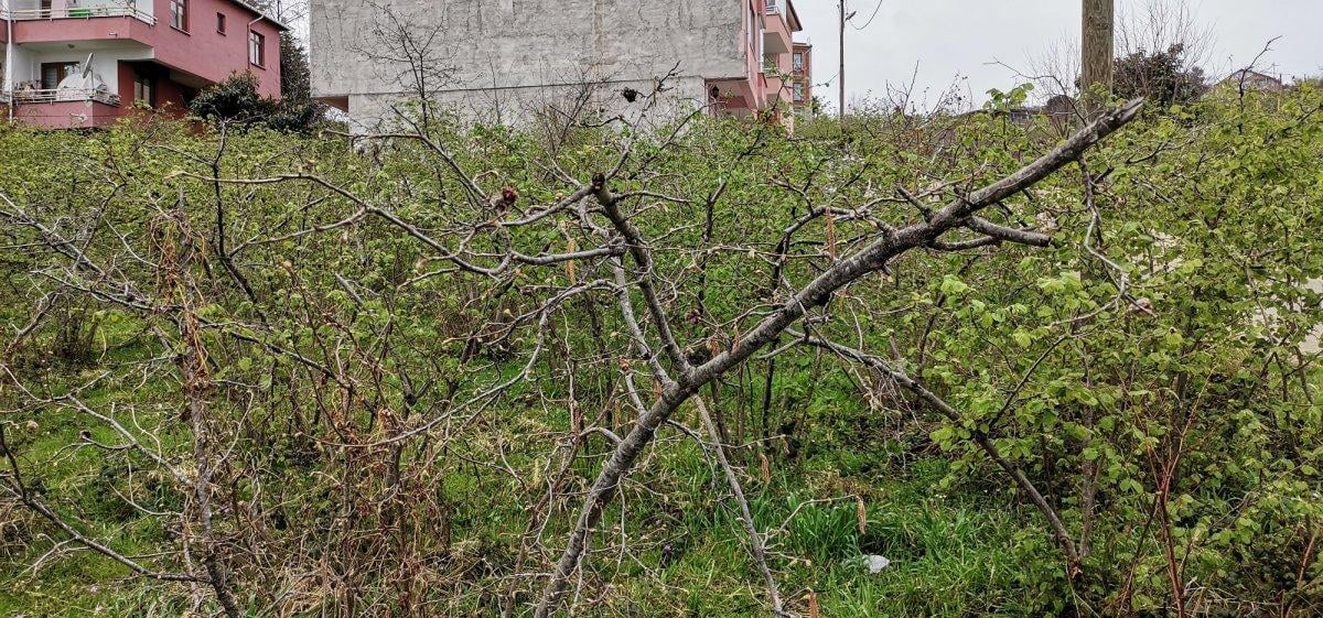 Ordu’da fındığı zirai don vurdu