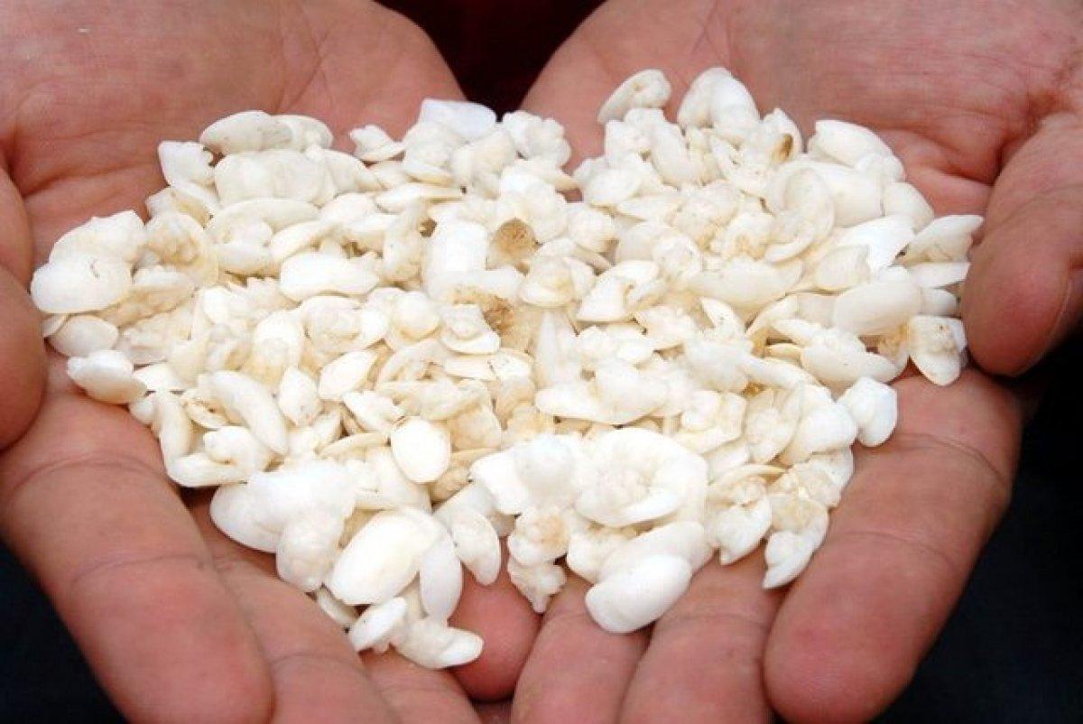 Balık kafasındaki mucize: Eşkina balık taşı nedir?