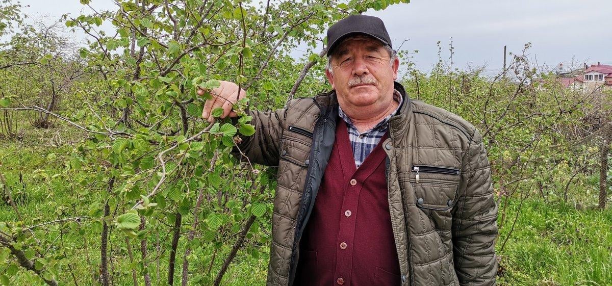 Ordu’da fındığı zirai don vurdu