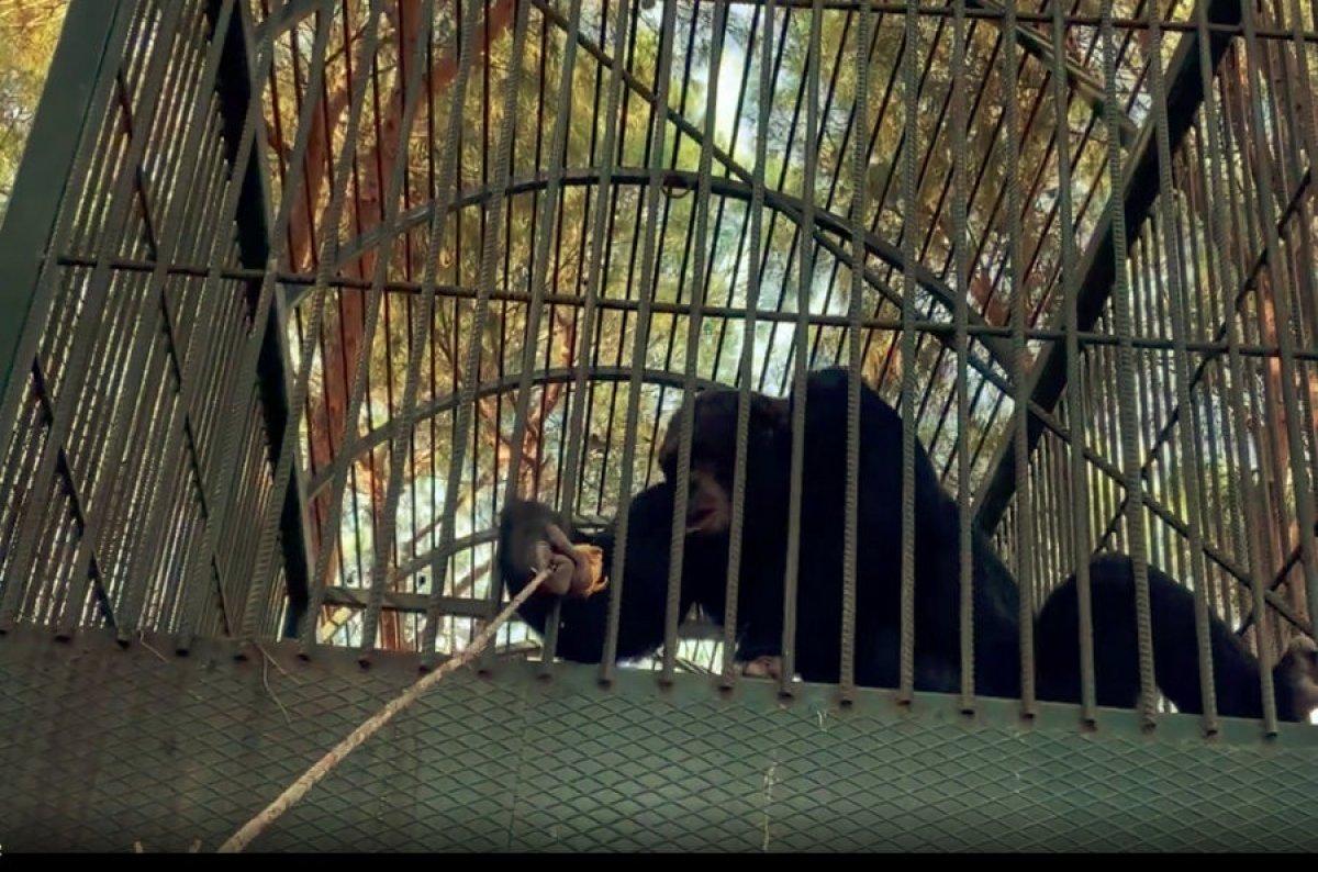 Antalya'da otel çalışanına maymun saldırdı