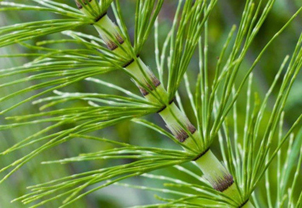 Kırkkilit otu nedir, faydaları nelerdir? Kırkkilit otu (At kuyruğu) nasıl kullanılır?
