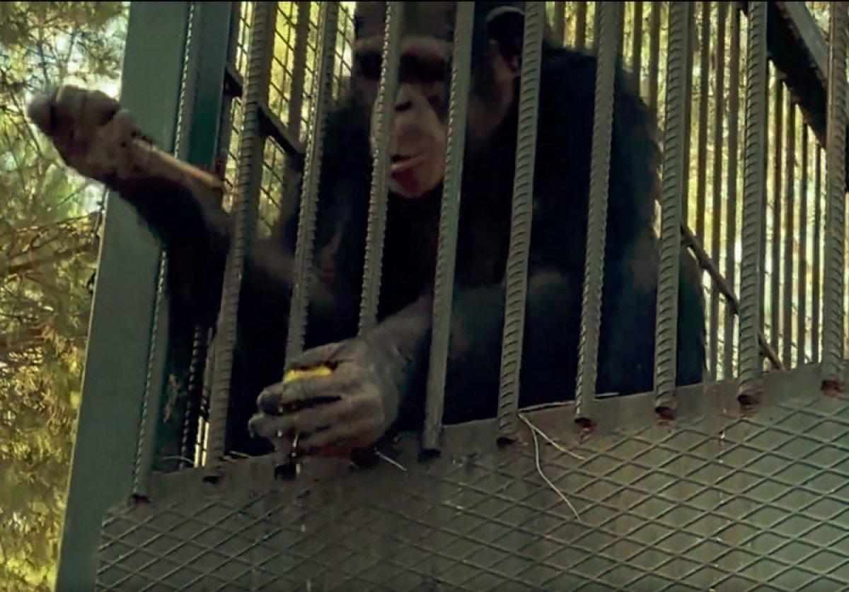 Antalya'da otel çalışanına maymun saldırdı