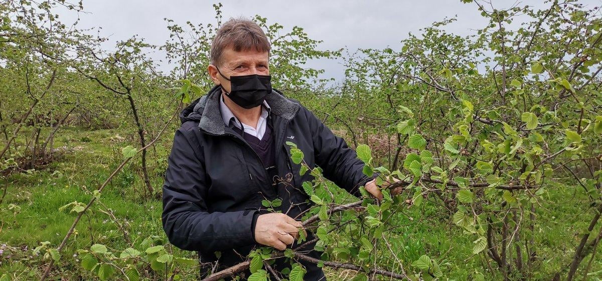 Ordu’da fındığı zirai don vurdu