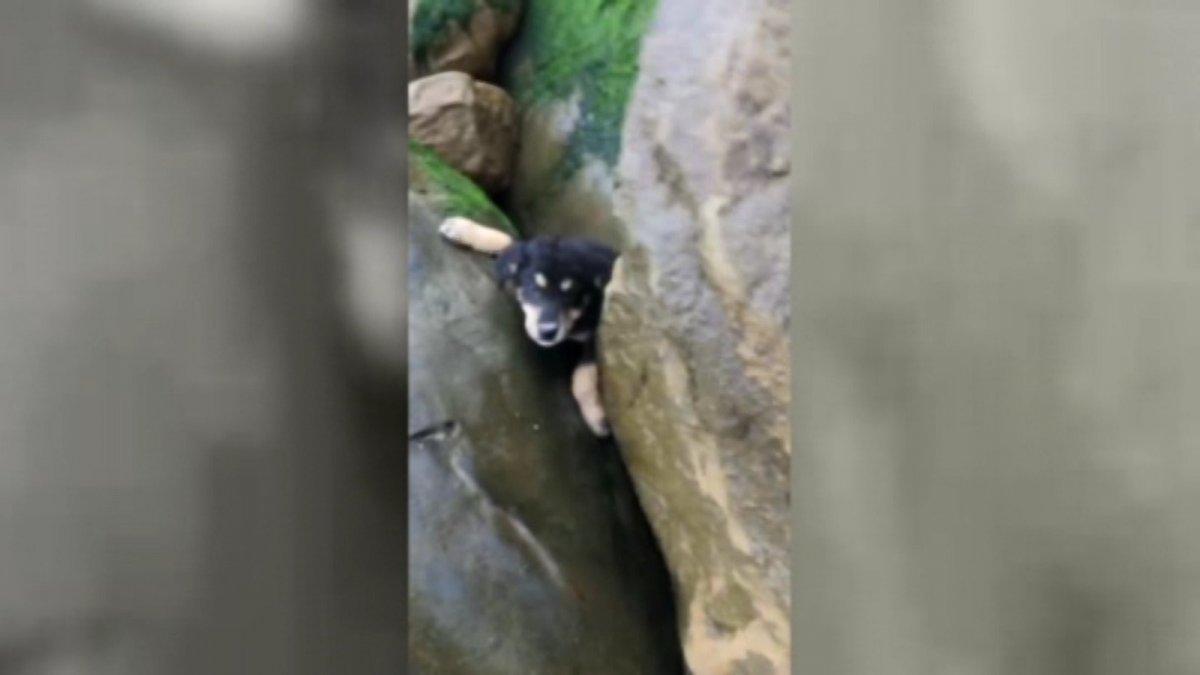 Zonguldak'ta kayalıkların arasına düşen yavru köpeği kurtardı