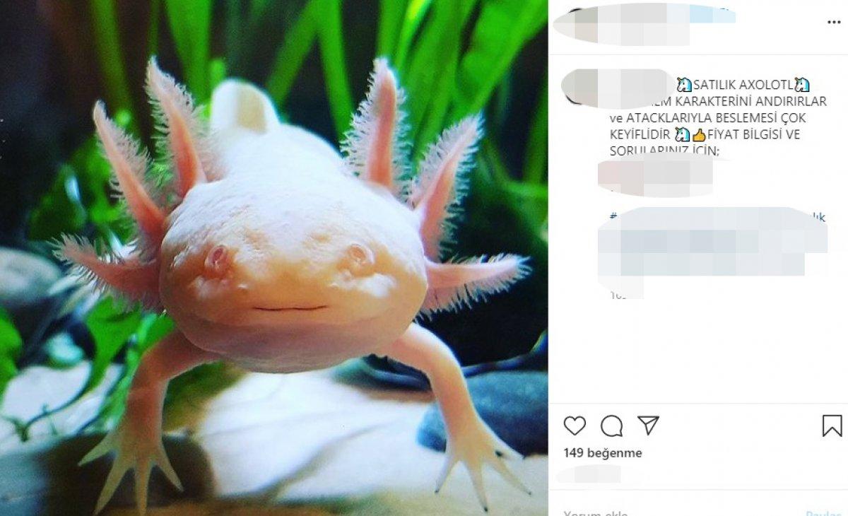 İnternetten egzotik hayvan satışına tepki