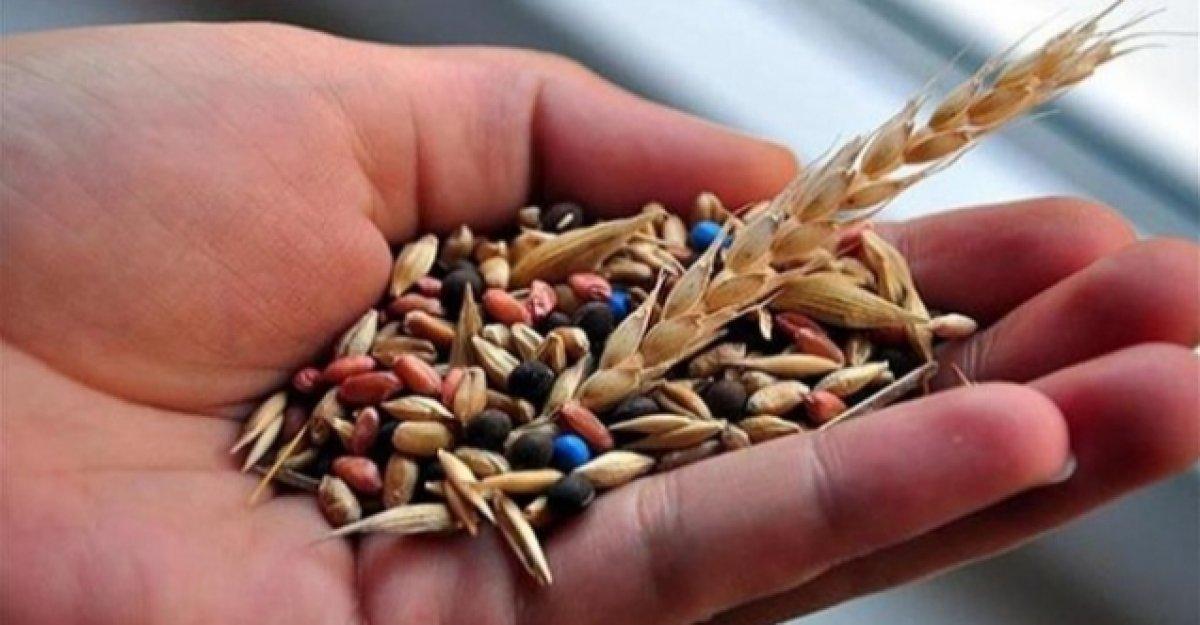 Ata tohumu nedir? Ata tohumu ne işe yarar, nasıl anlaşılır?