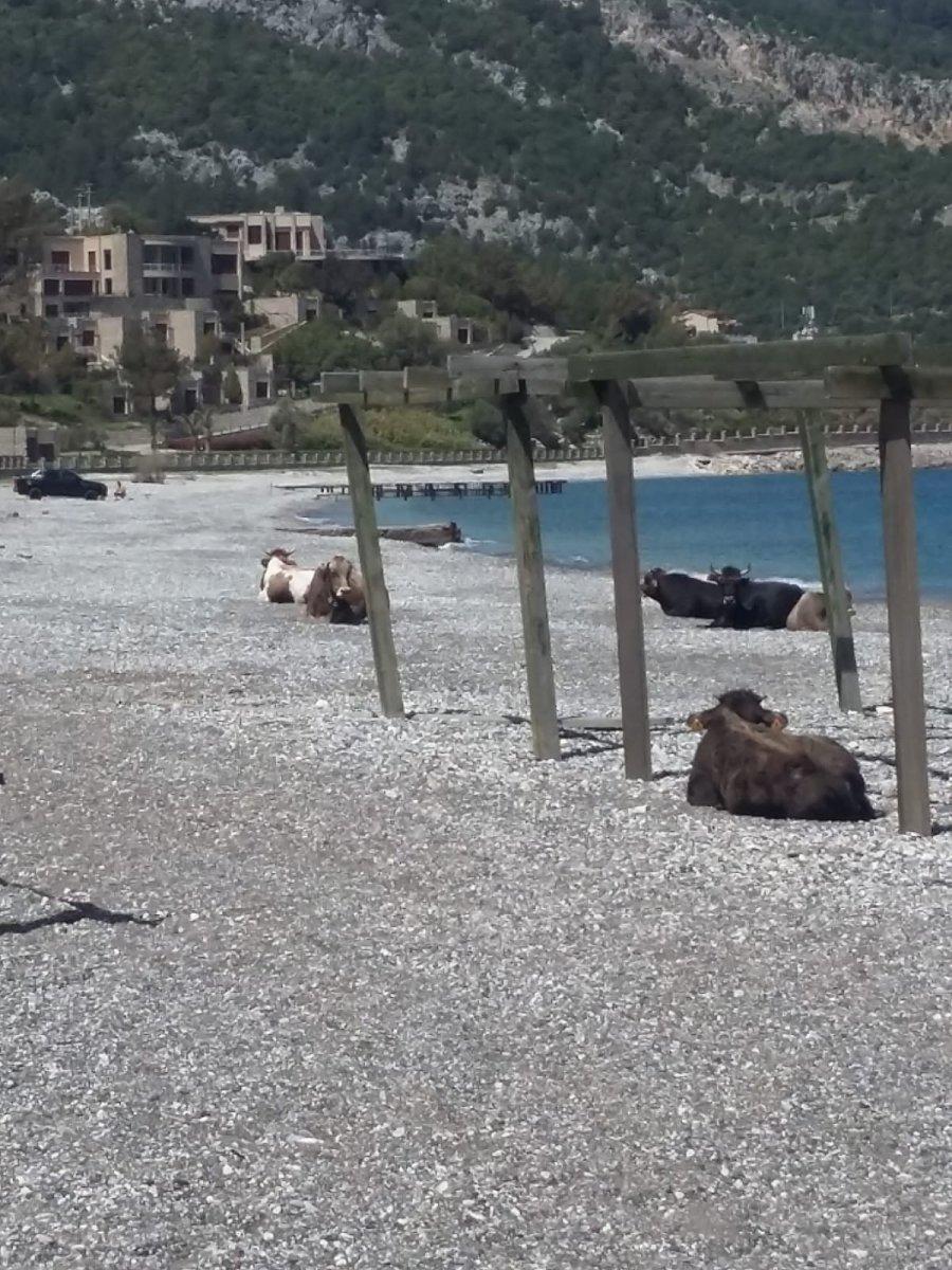 Muğla'da plajın sürpriz misafirleri görenleri şaşırttı