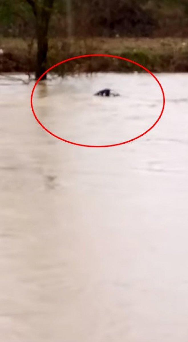 Bursa'da taşan dere suyuna kapılan dana