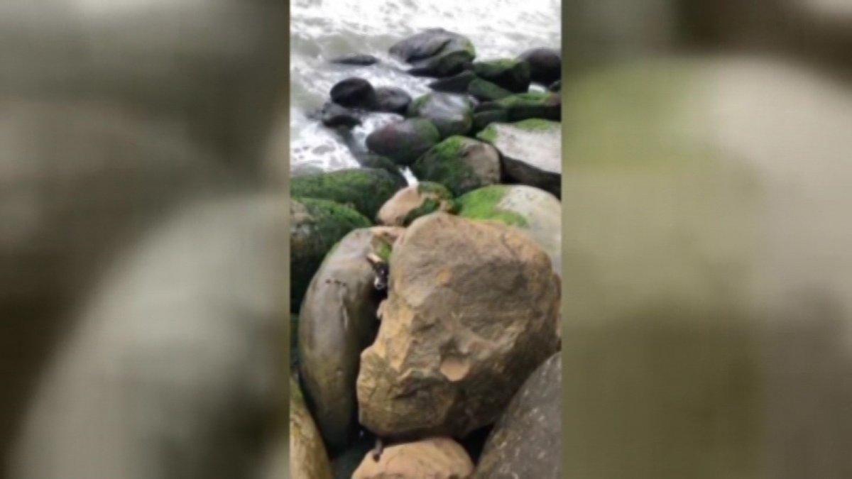 Zonguldak'ta kayalıkların arasına düşen yavru köpeği kurtardı