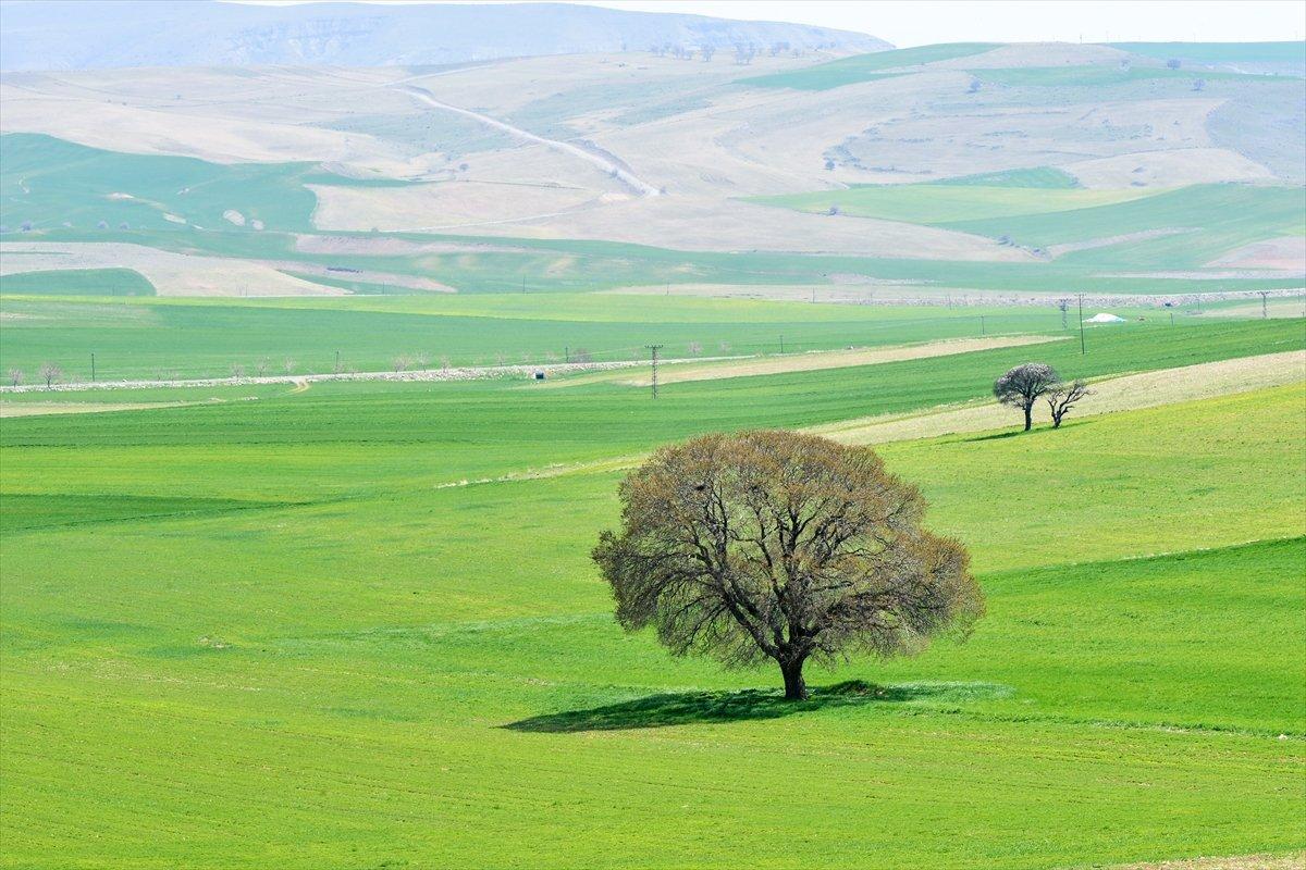 Tunceli yeşile büründü