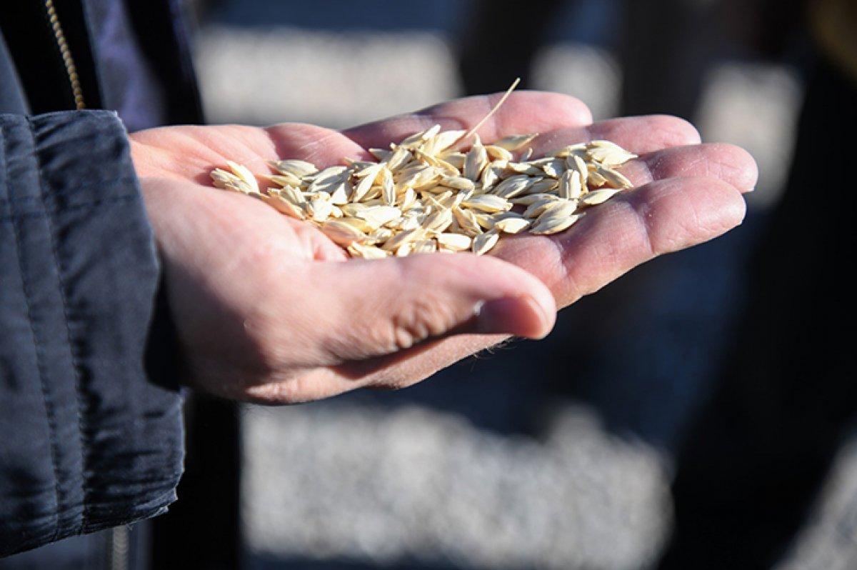 Ata tohumu nedir? Ata tohumu ne işe yarar, nasıl anlaşılır?