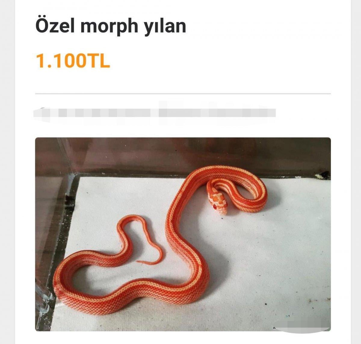 İnternetten egzotik hayvan satışına tepki