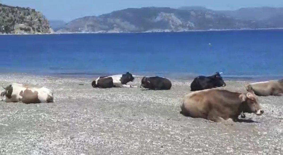 Muğla'da plajın sürpriz misafirleri görenleri şaşırttı