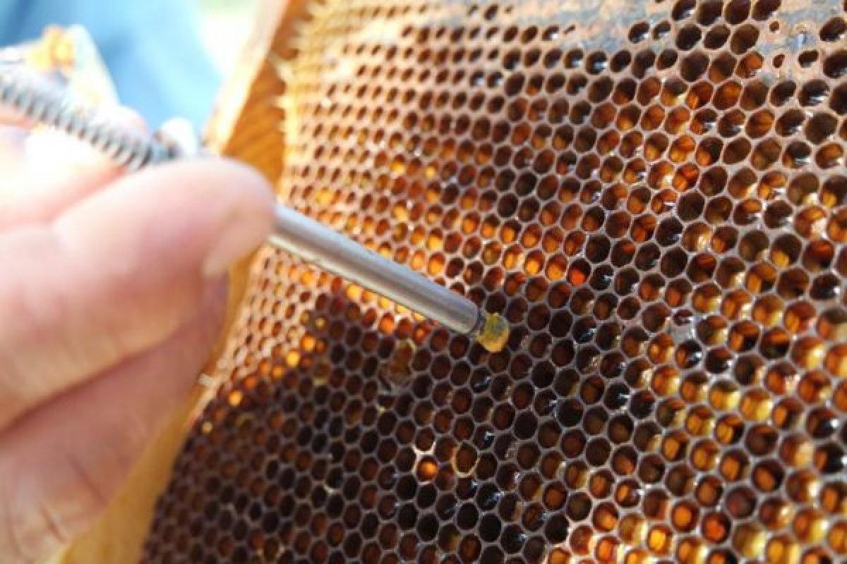 Kovandaki vitamin deposu: Perga (Arı ekmeği) nedir? Arı ekmeği faydaları..