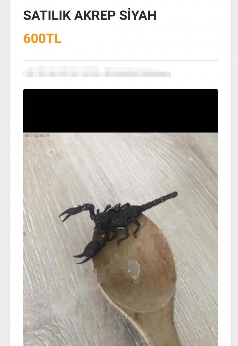 İnternetten egzotik hayvan satışına tepki