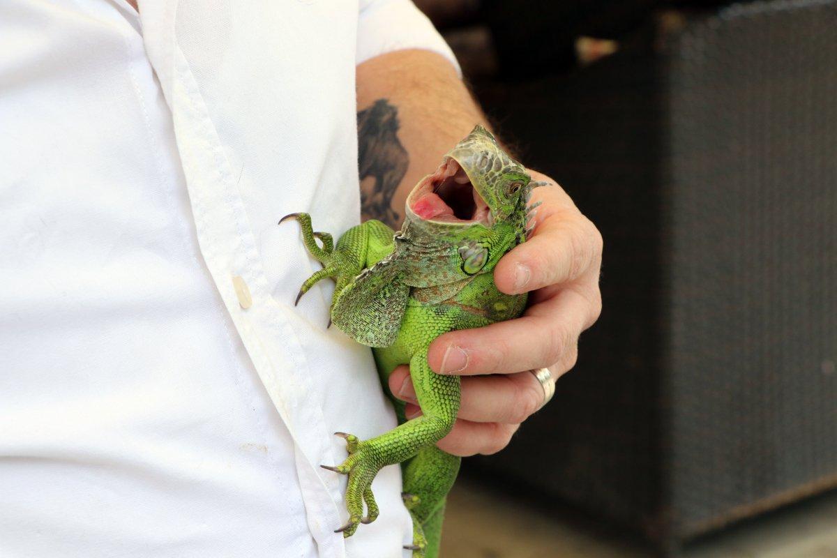 İnternetten egzotik hayvan satışına tepki