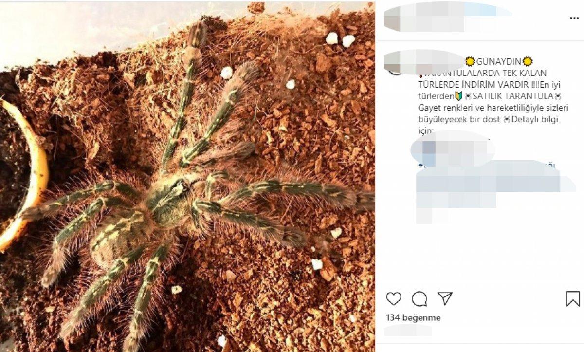 İnternetten egzotik hayvan satışına tepki