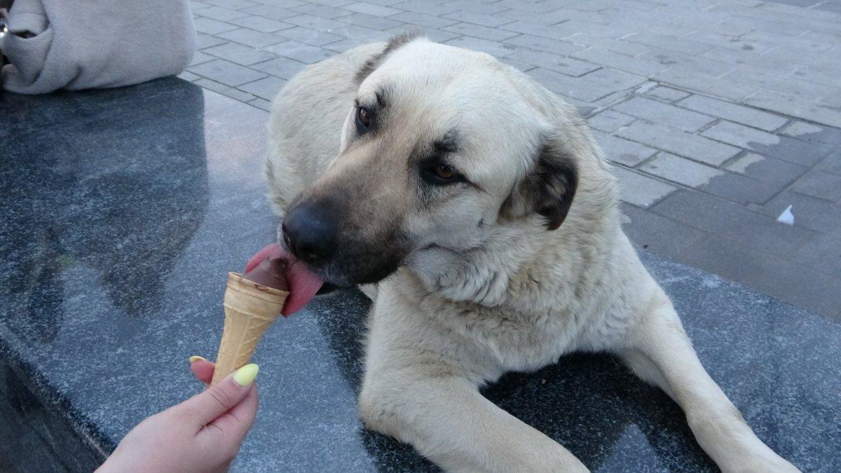 Taksim'de köpeğin turistlerle dondurma keyfi