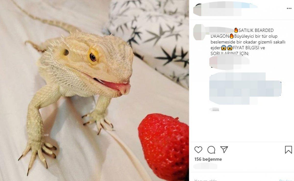 İnternetten egzotik hayvan satışına tepki