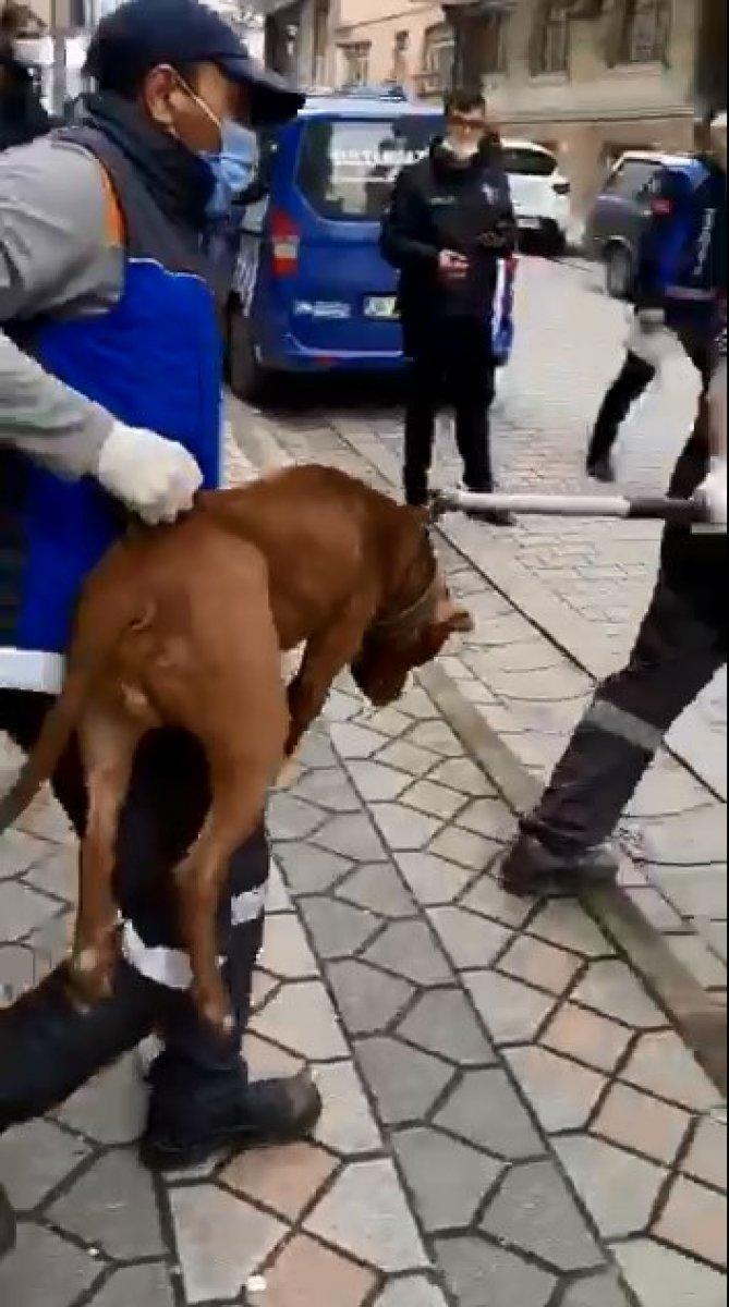 Sultangazi'de iş yerindeki pitbullar mahalleliyi ayağa kaldırdı