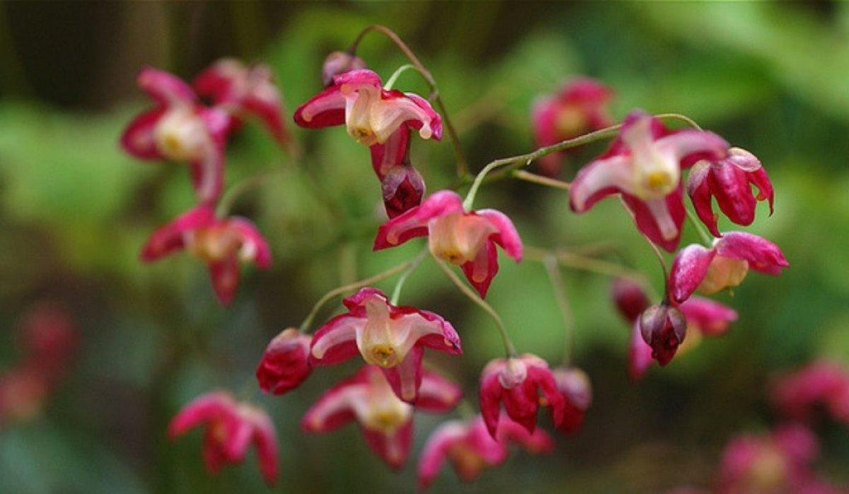 Azgın teke otu (Kekişkülahı) nedir? Azgın teke otu faydaları ve tüketimi..