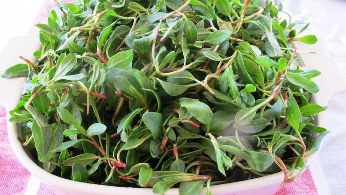 Madımak otu nedir, faydaları nelerdir? Madımak otu nasıl kullanılır? Madımak yemeği tarifi..