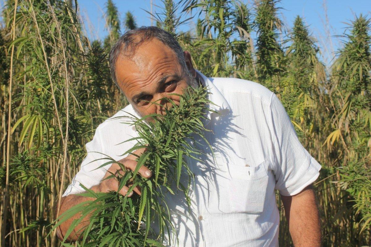 Kenevir tohumları tescillendi