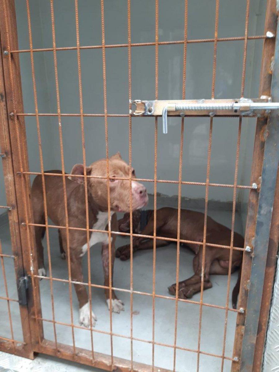 Sultangazi'de iş yerindeki pitbullar mahalleliyi ayağa kaldırdı