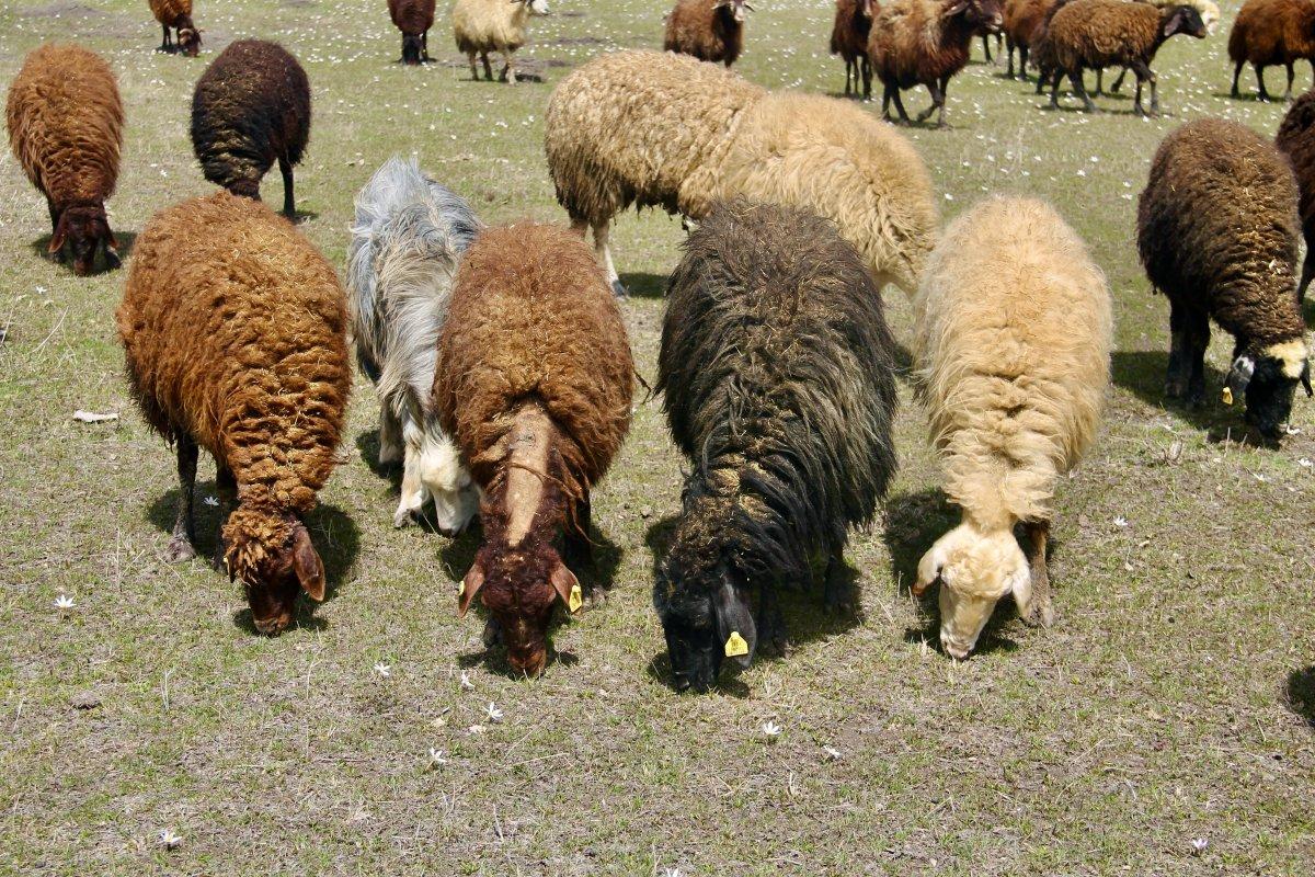 Ağrı’da aylardır kapalı kalan koyunlar yaylalara çıktı
