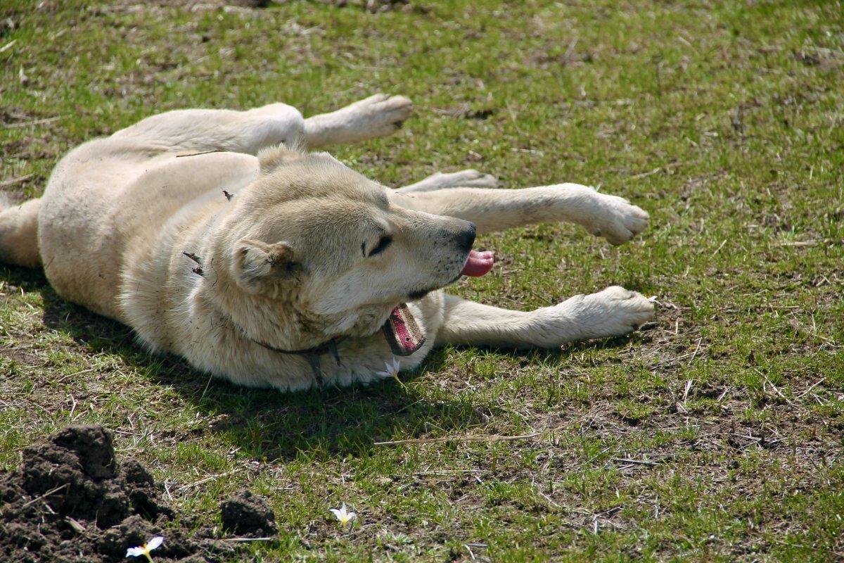 Ağrı’da aylardır kapalı kalan koyunlar yaylalara çıktı