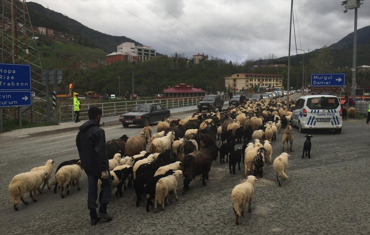 Artvin'de yayla göçleri başladı