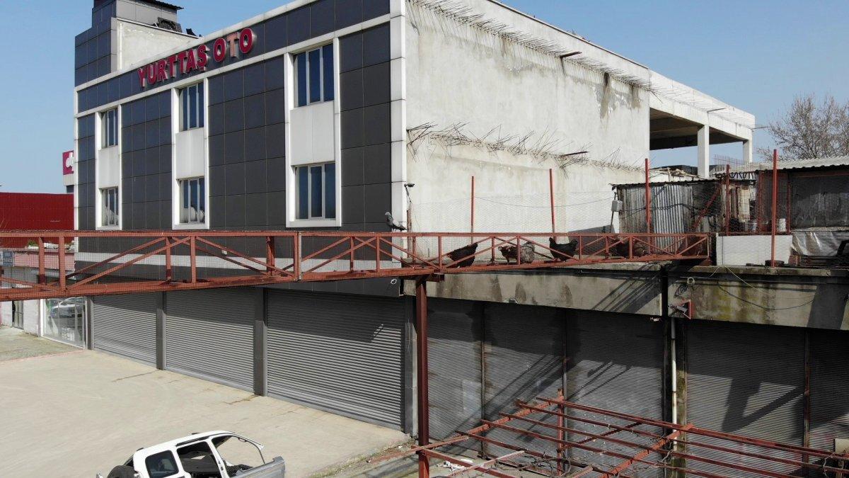Samsun'daki esnaf, tavuklarına üst geçit yaptı