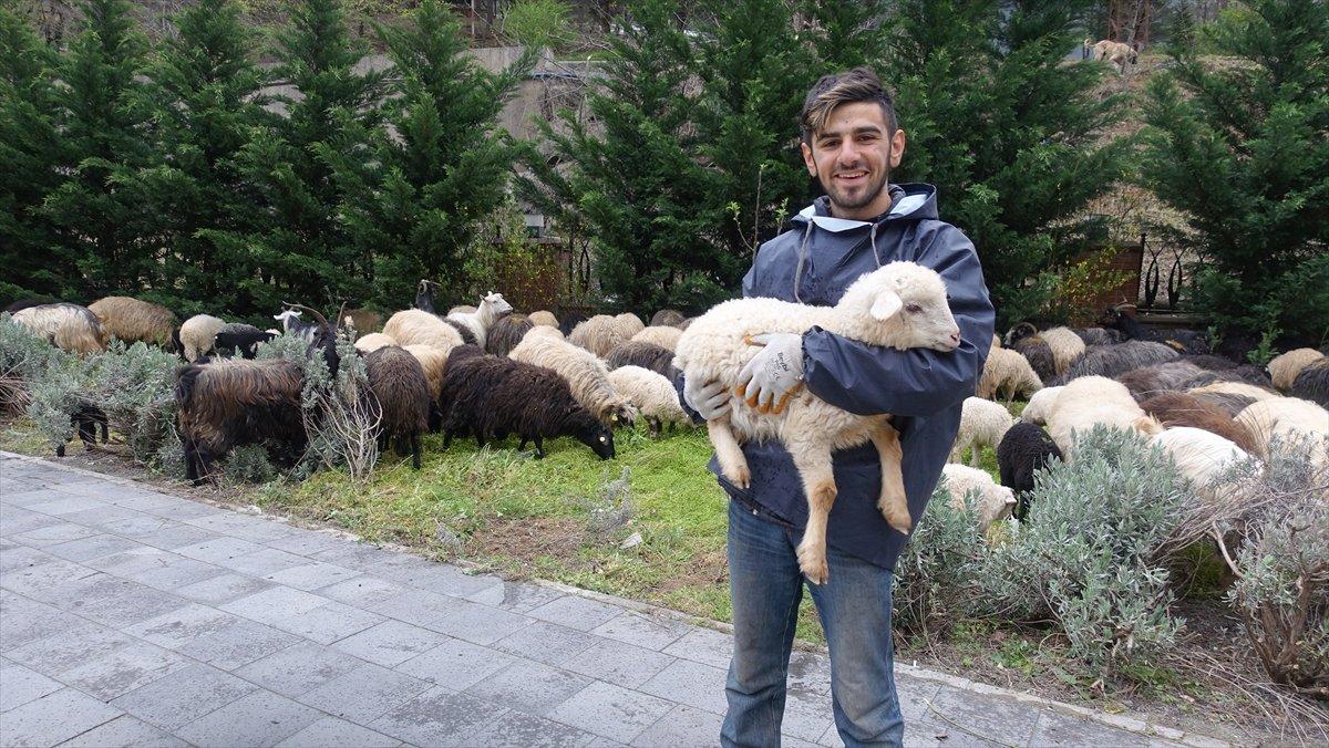 Artvin'de yayla göçleri başladı