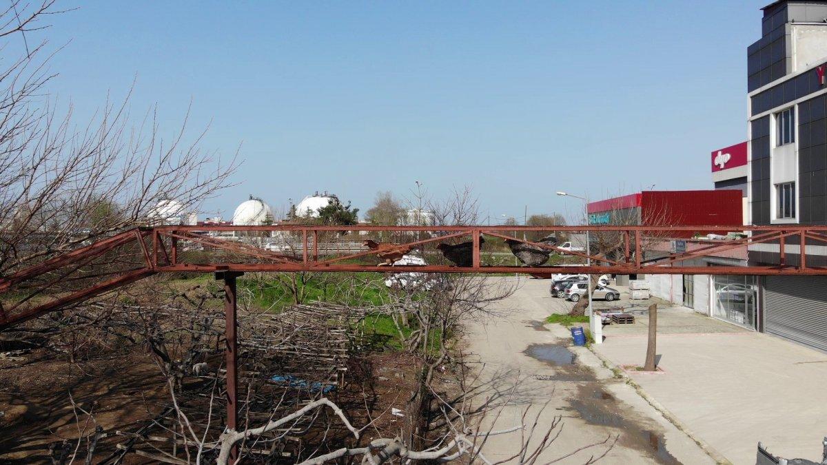 Samsun'daki esnaf, tavuklarına üst geçit yaptı