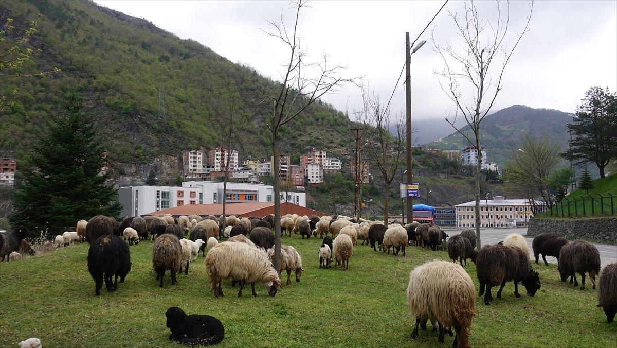 Artvin'de yayla göçleri başladı