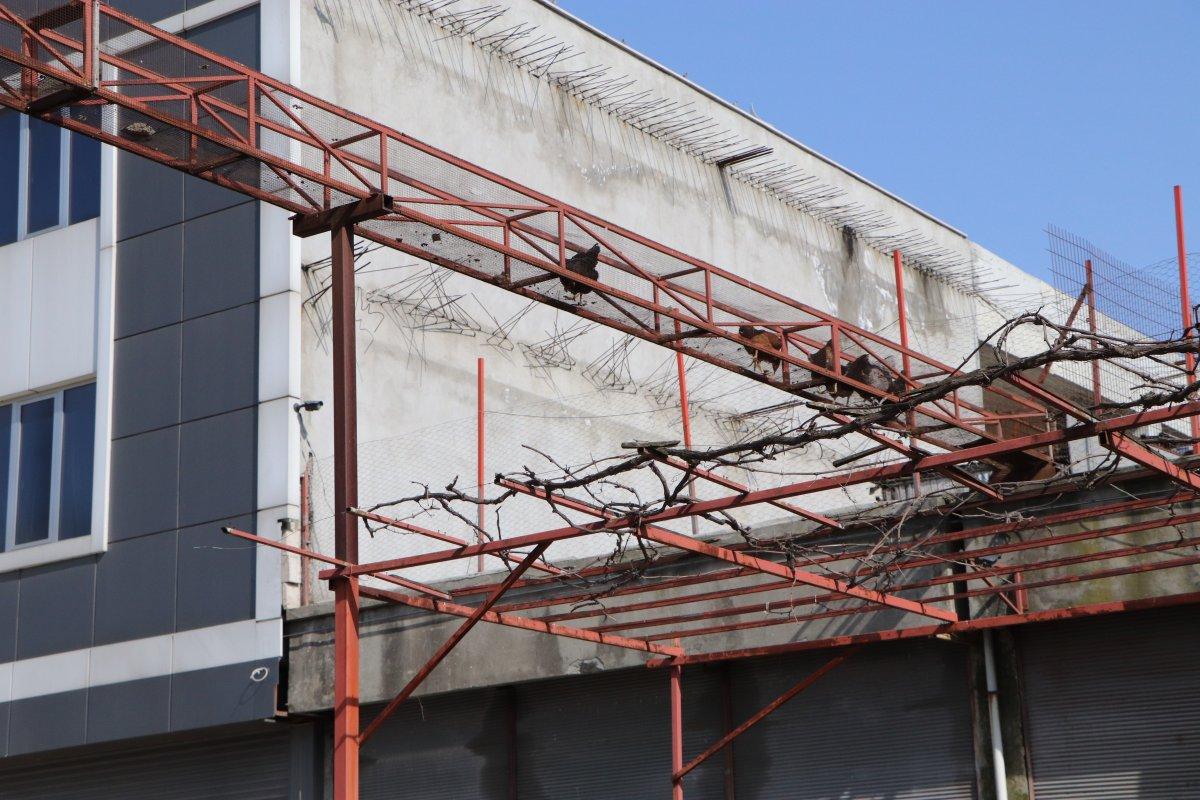 Samsun'daki esnaf, tavuklarına üst geçit yaptı