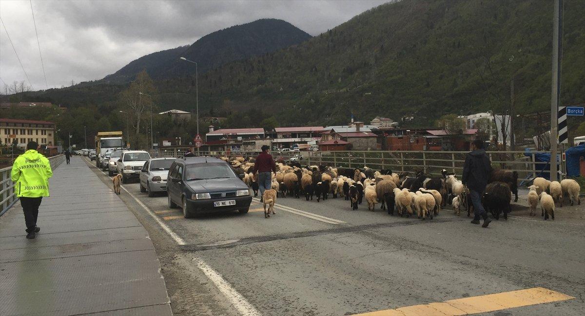 Artvin'de yayla göçleri başladı