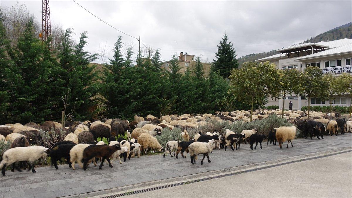 Artvin'de yayla göçleri başladı