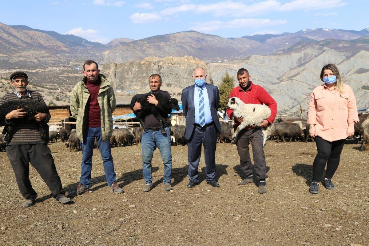 Hemşin koyunu Artvin'in vazgeçilmezi