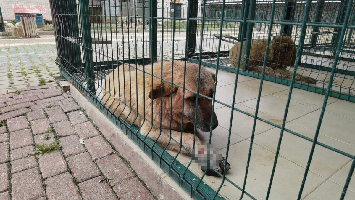 Bursa’da sokak köpeğine pitbull saldırdı